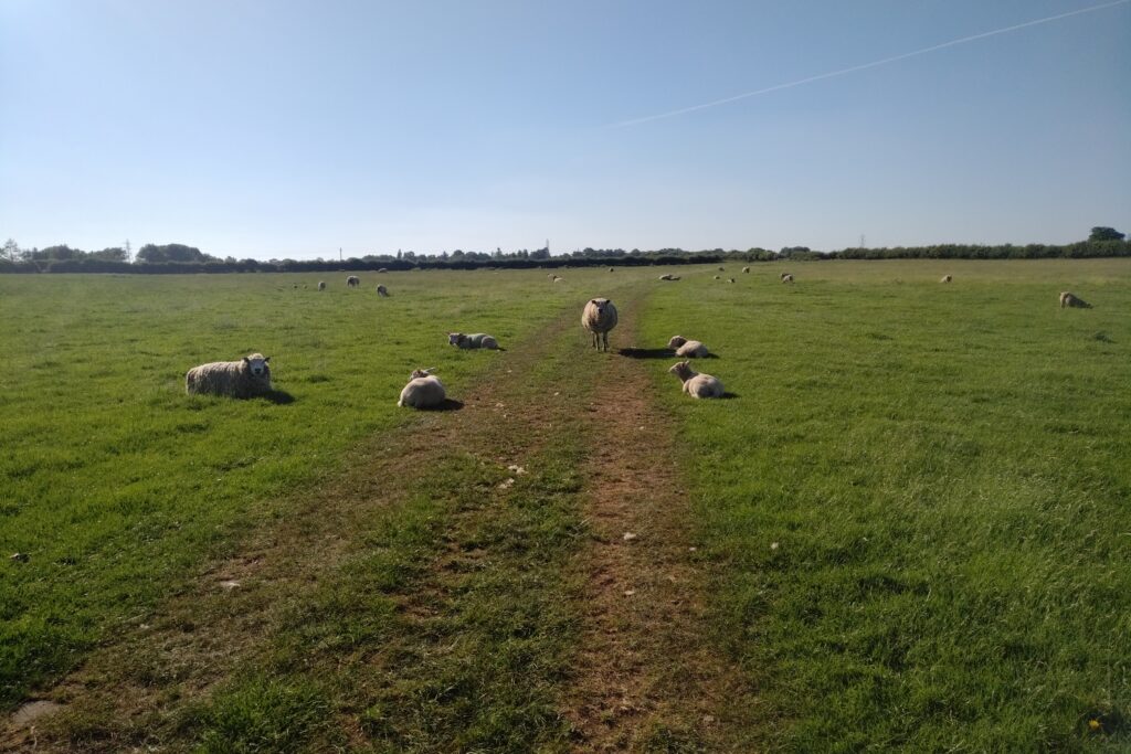 A footpath through green countryside with sheep grazing beside it
